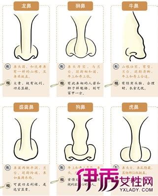 鼻相分析|十六种鼻子面相图文分析三六风水网